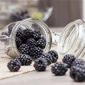 Obst im Kübel: Brombeeren