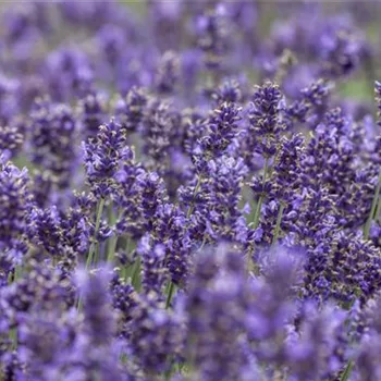 Lavendel - Pflegehinweise