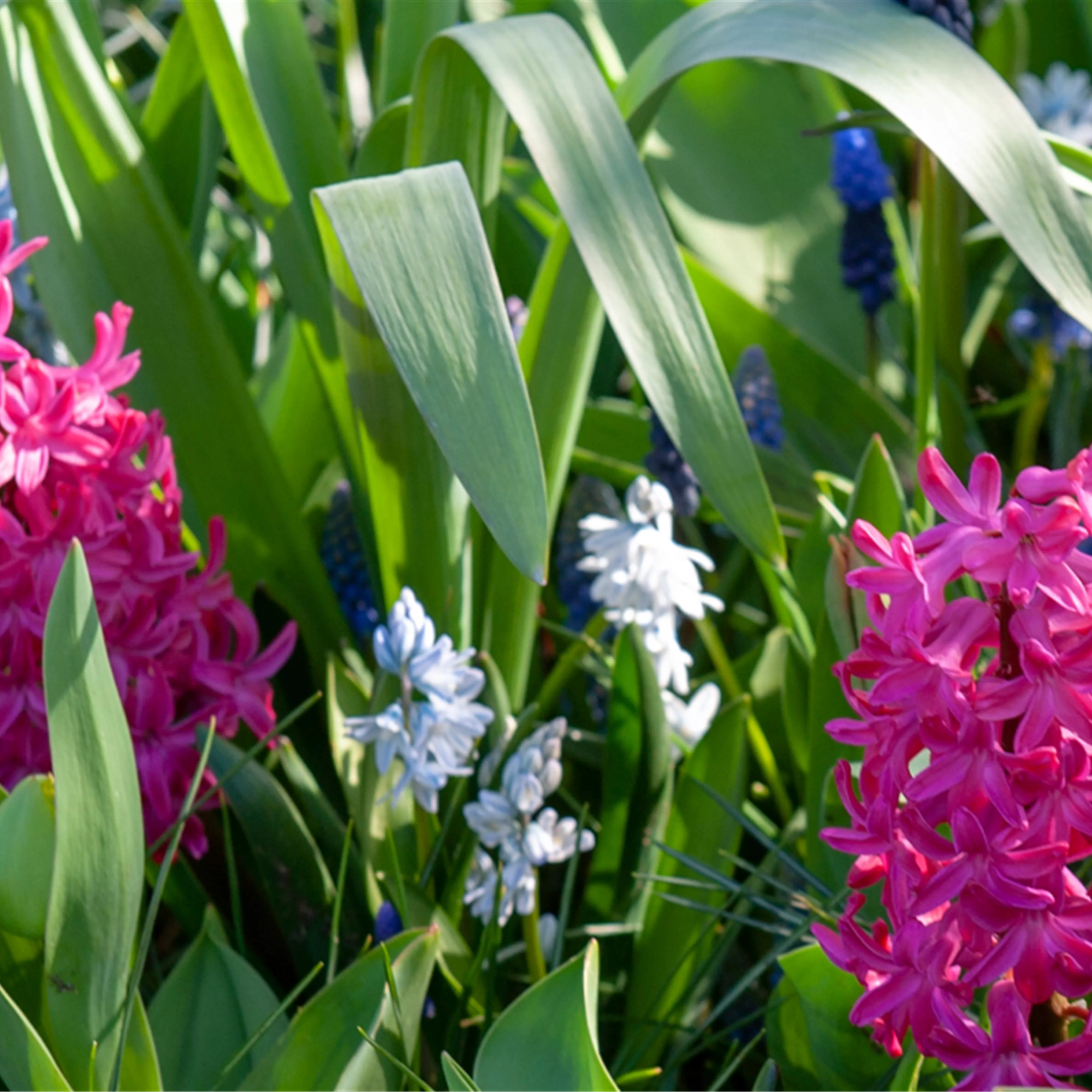 Blumenzwiebeln: Von null auf blühend