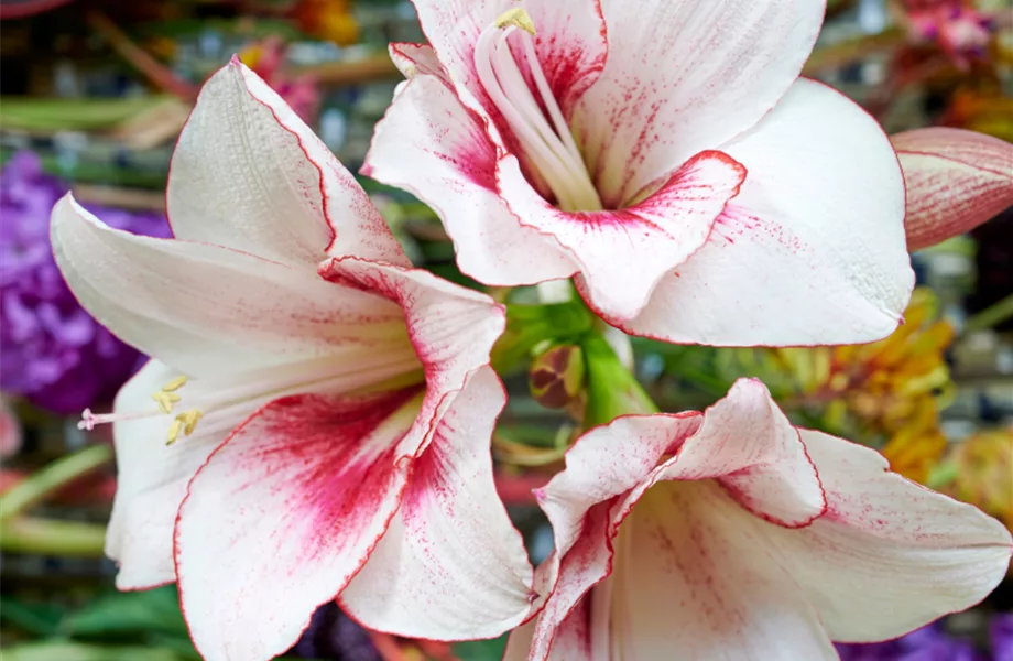 Pflanze Dezember 2022: Amaryllis