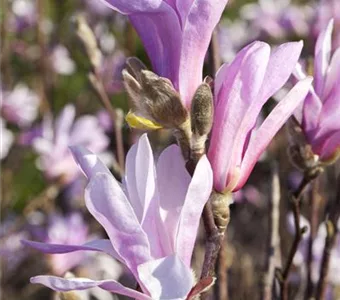 Magnolia liliiflora 'Susan'