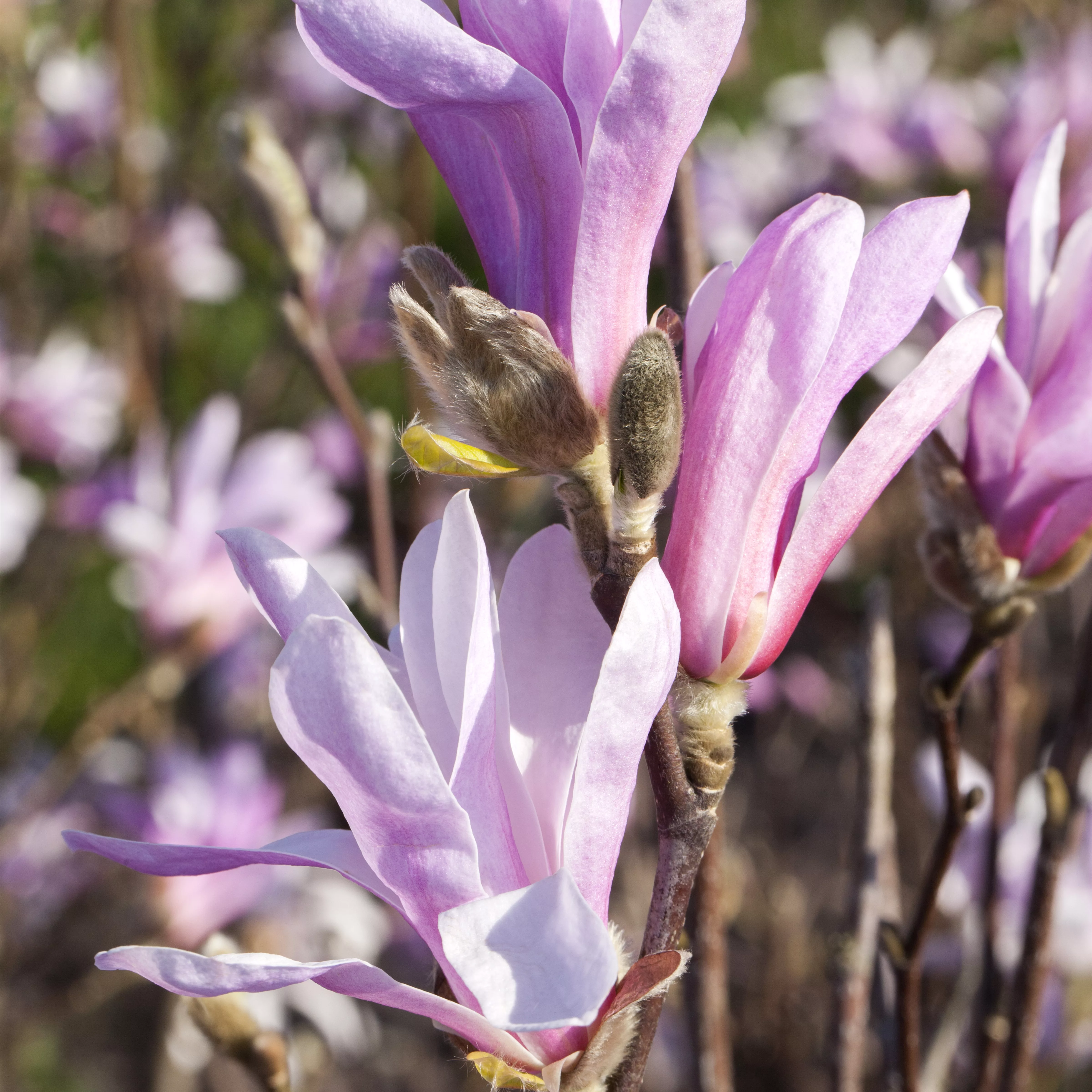 Magnolia liliiflora 'Susan'