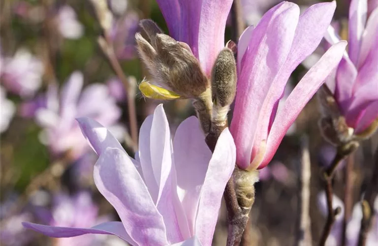 Magnolia liliiflora 'Susan'