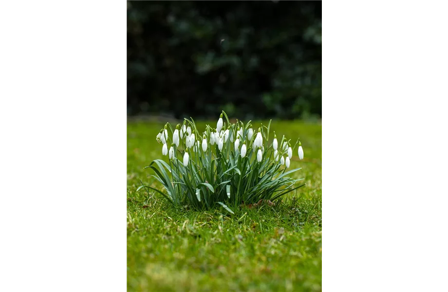 Jetzt den Frühling pflanzen