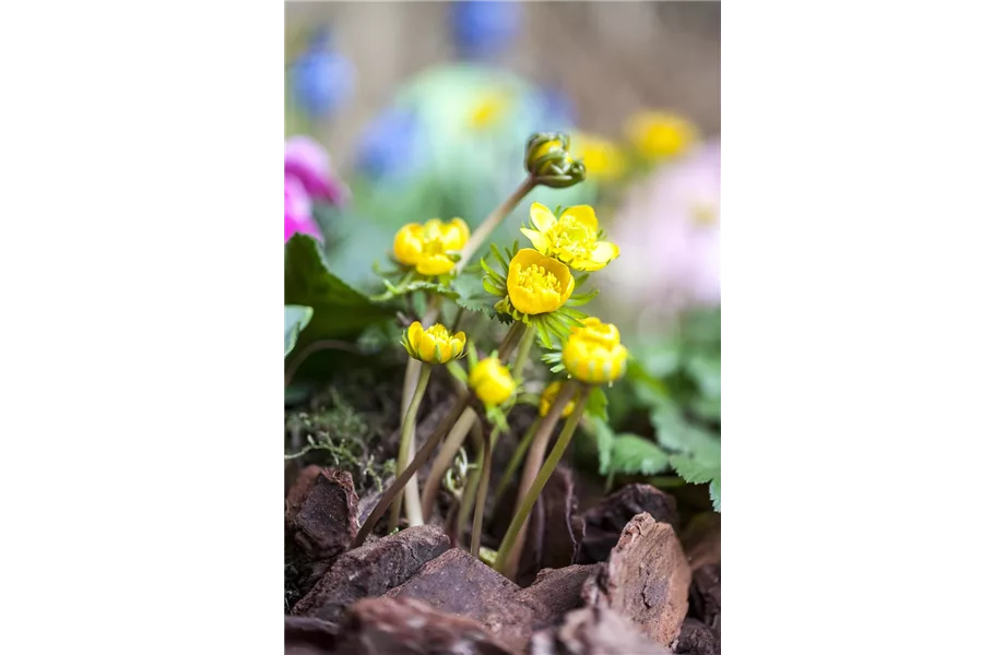 Jetzt den Frühling pflanzen