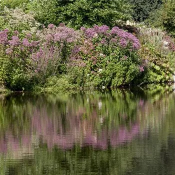 Natürliche Algenbekämpfung im Teich