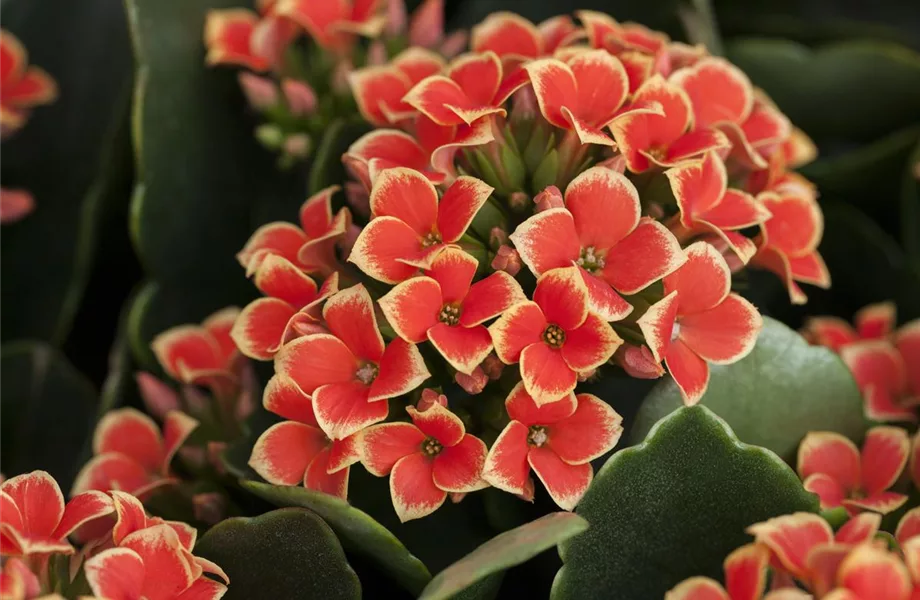 Pflanze Juli 2022: Kalanchoe