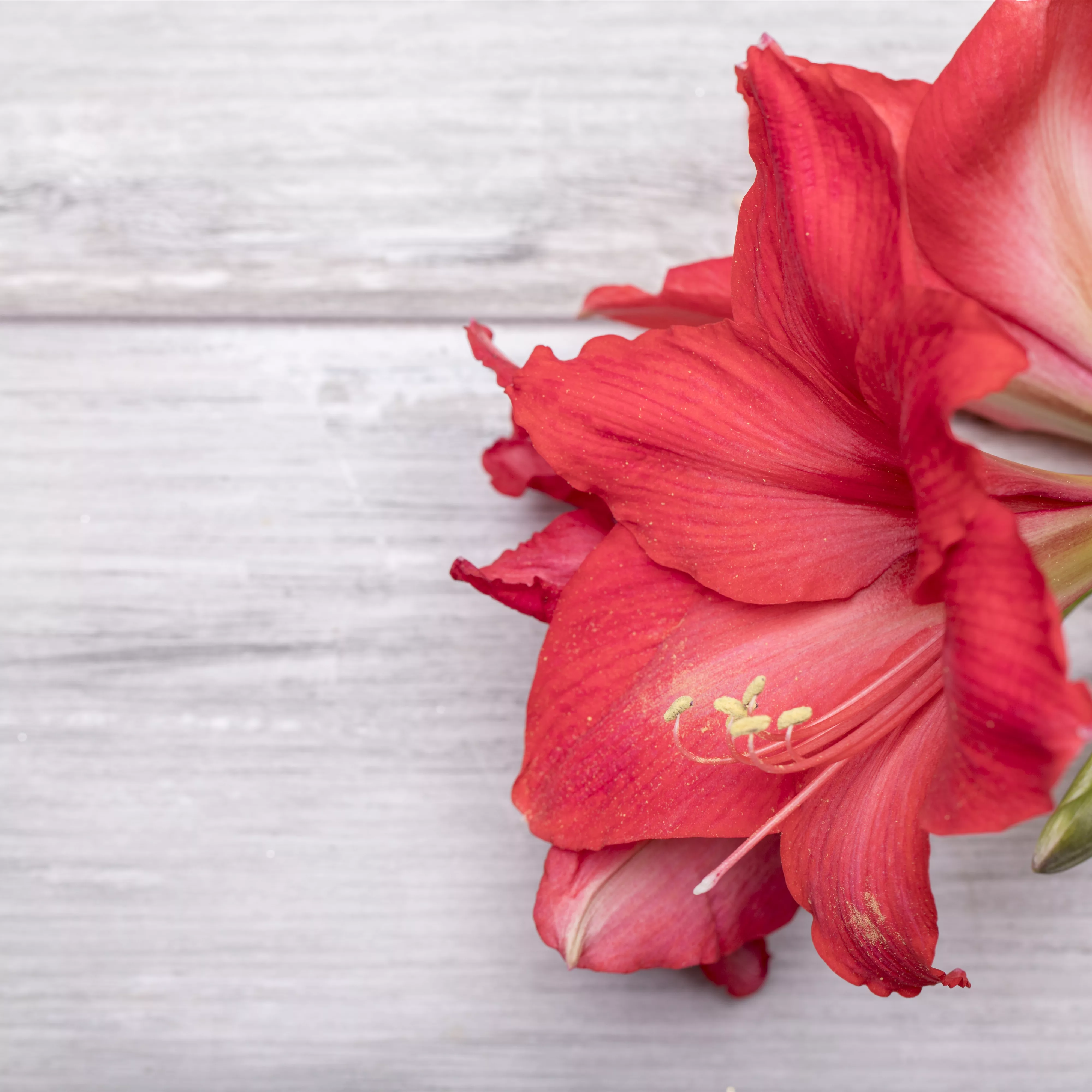 Pflanze Dezember 2022: Amaryllis