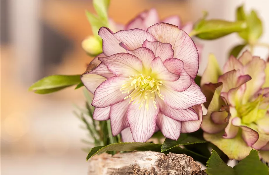 Herzensgrüße mit Helleborus