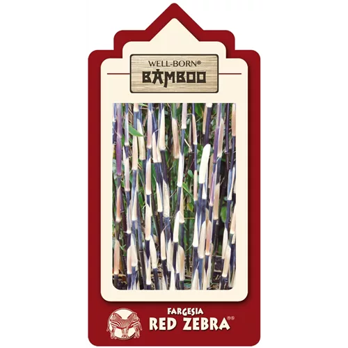 Fargesia spec. 'Red Zebra' -R-