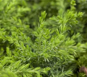 Juniperus com.'Green Mantle'