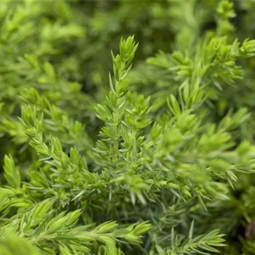 Juniperus com.'Green Mantle'