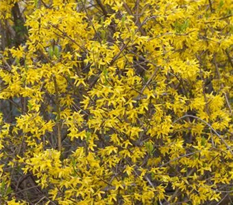 Forsythia 'Lynwood'