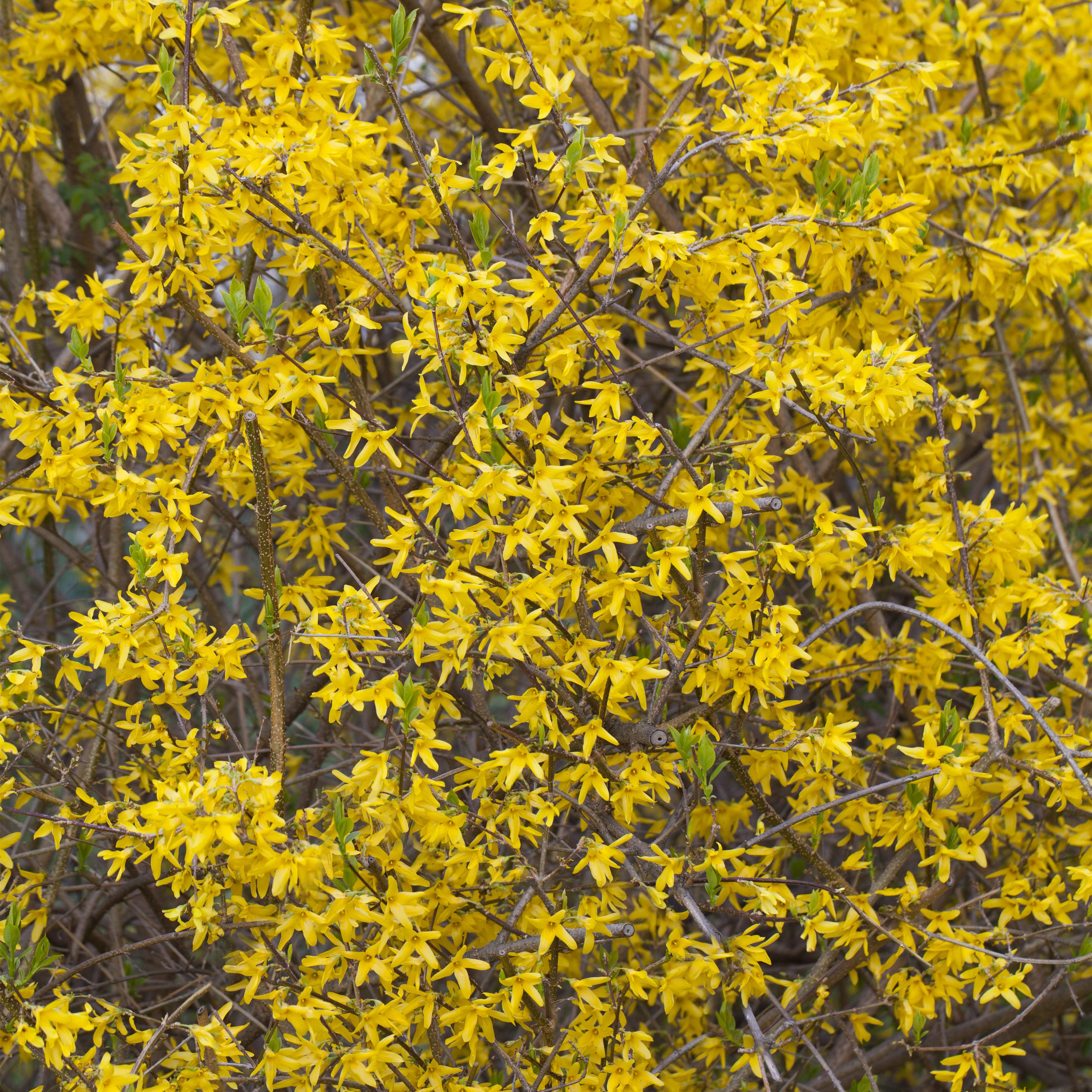 Forsythia 'Lynwood'