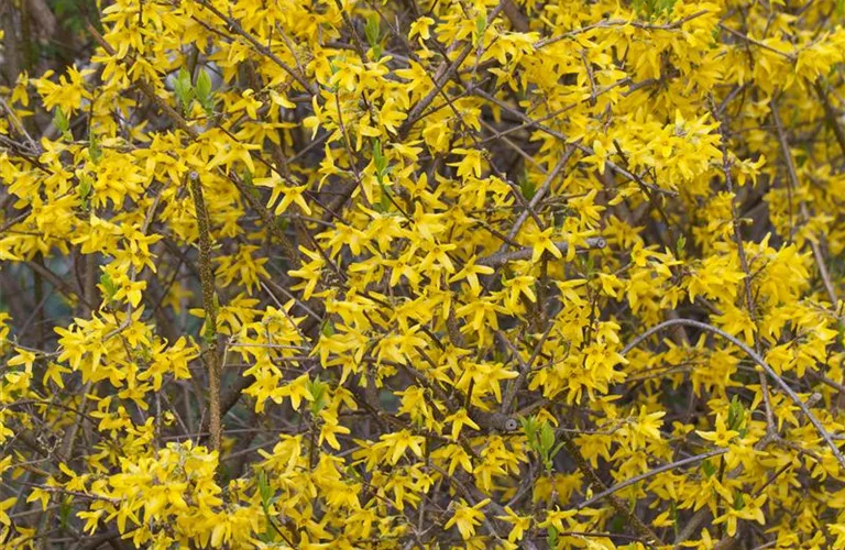 Forsythia 'Lynwood'