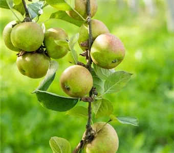 Malus 'Graue Herbstrenette' CAC