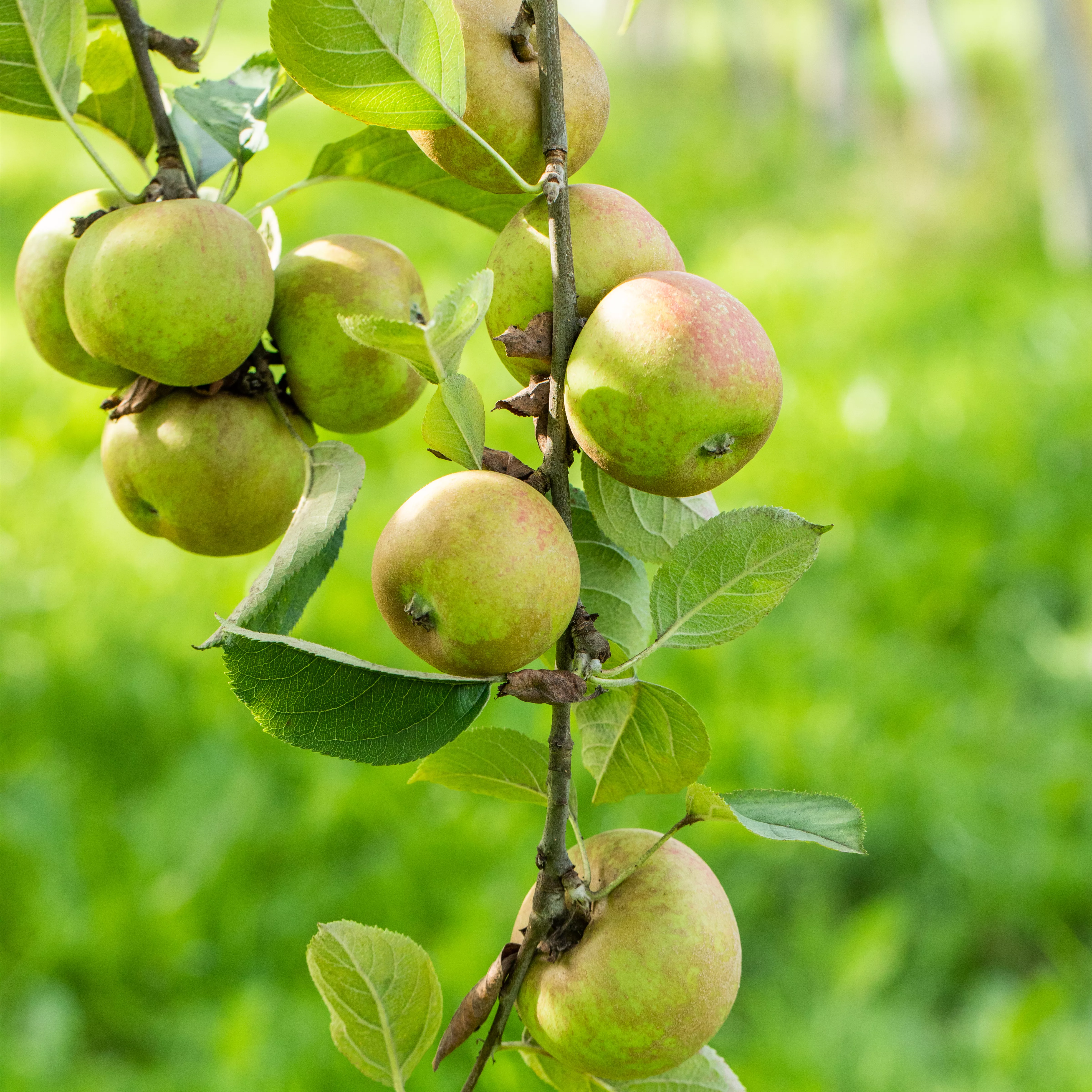 Malus 'Graue Herbstrenette' CAC