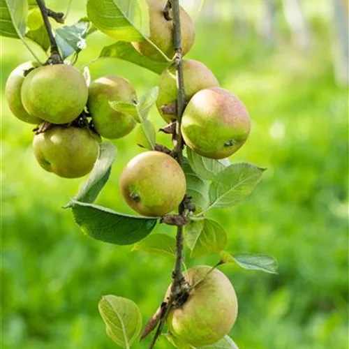 Malus 'Graue Herbstrenette' CAC