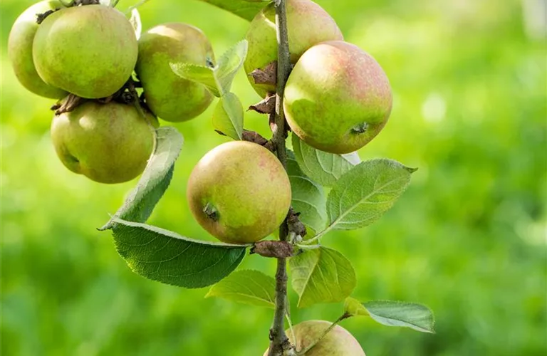 Malus 'Graue Herbstrenette' CAC