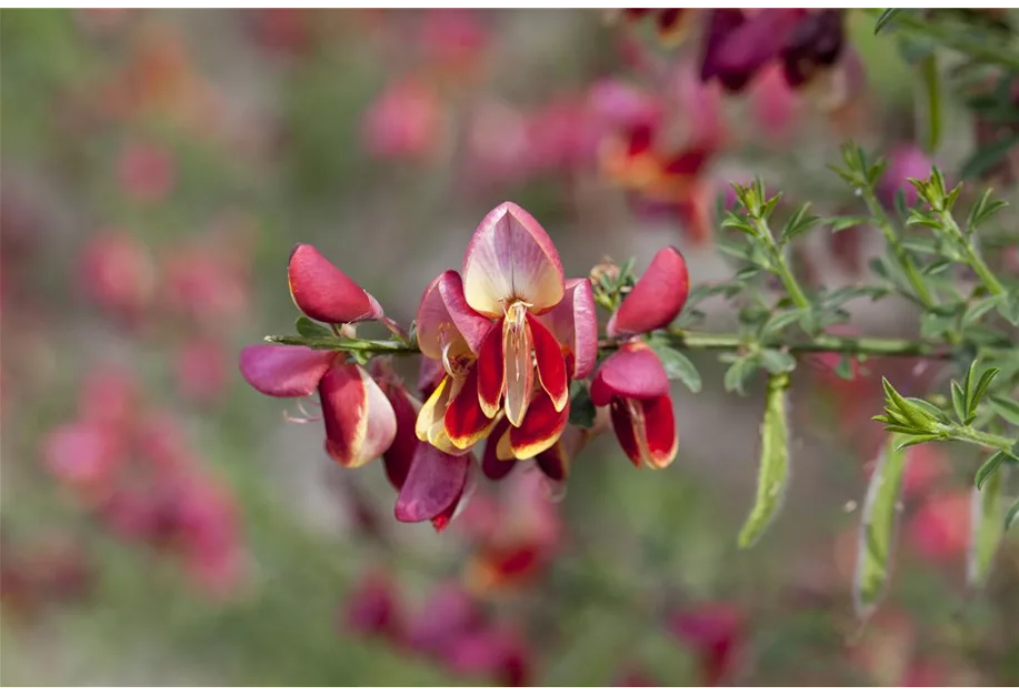 Edelginster 'Maria Burkwood'