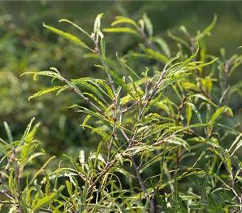 Fagus sylvatica 'Mercedes'