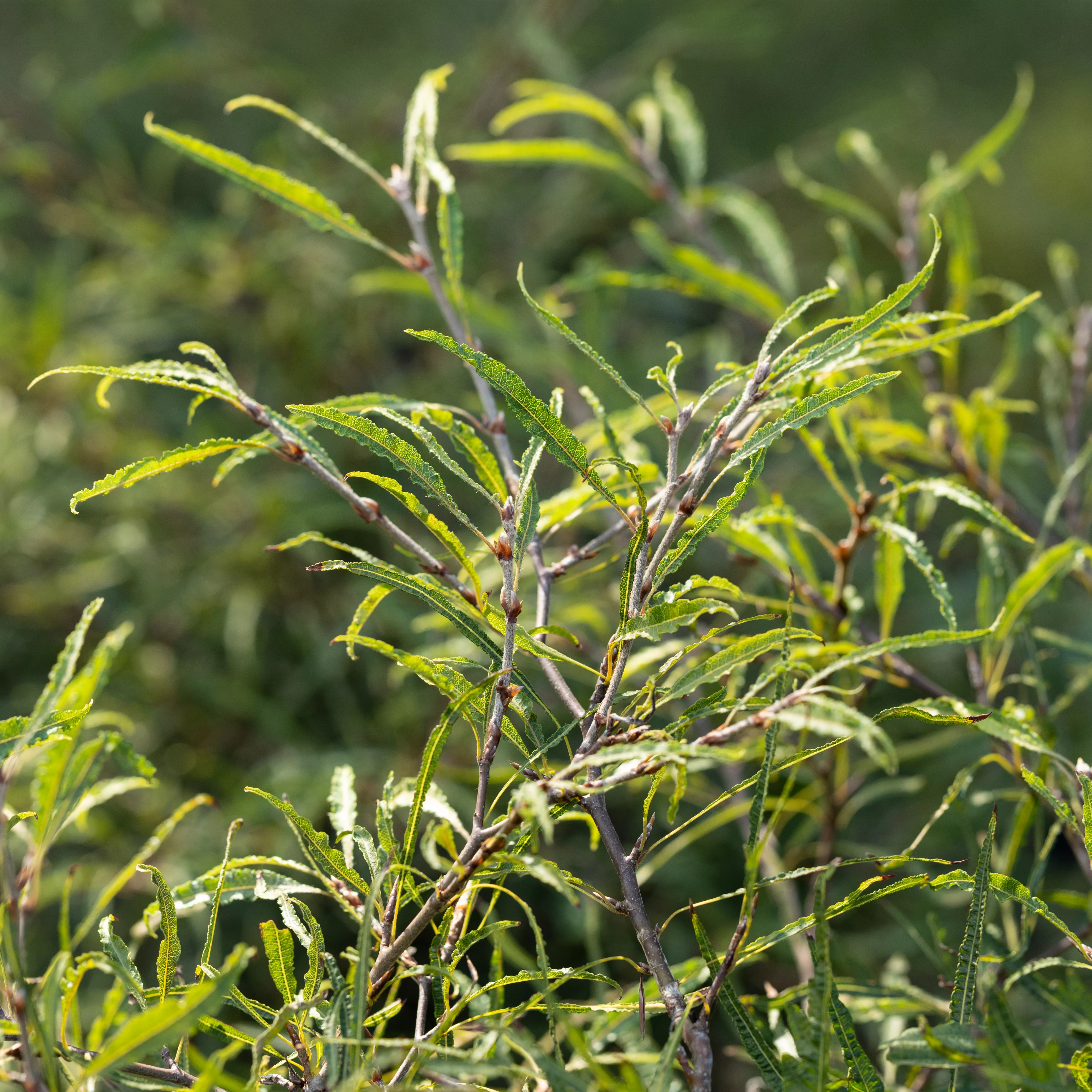 Fagus sylvatica 'Mercedes'