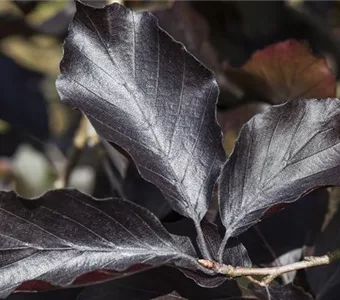 Fagus sylvatica 'Swat Magret'