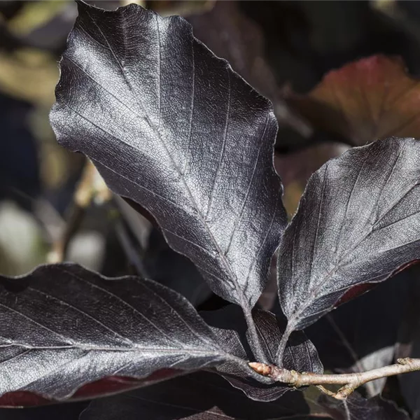 Fagus sylvatica 'Swat Magret'