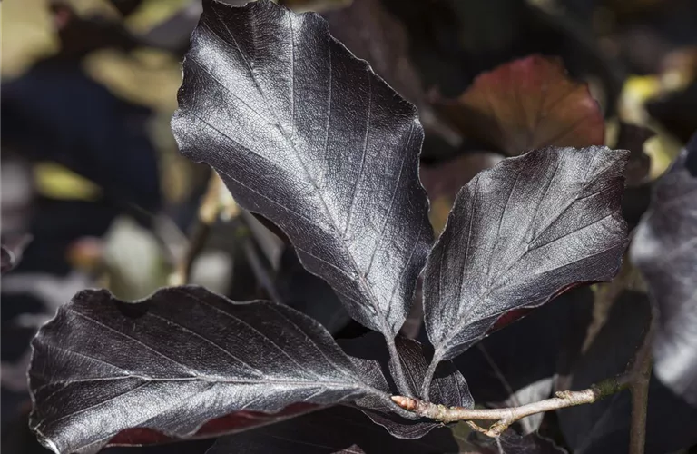 Fagus sylvatica 'Swat Magret'