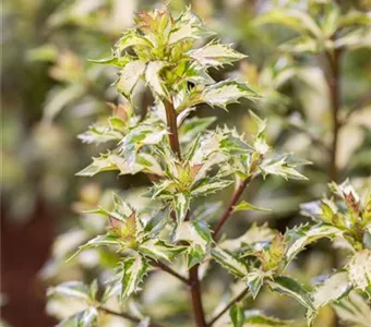 Ilex aquif.'White Cream'