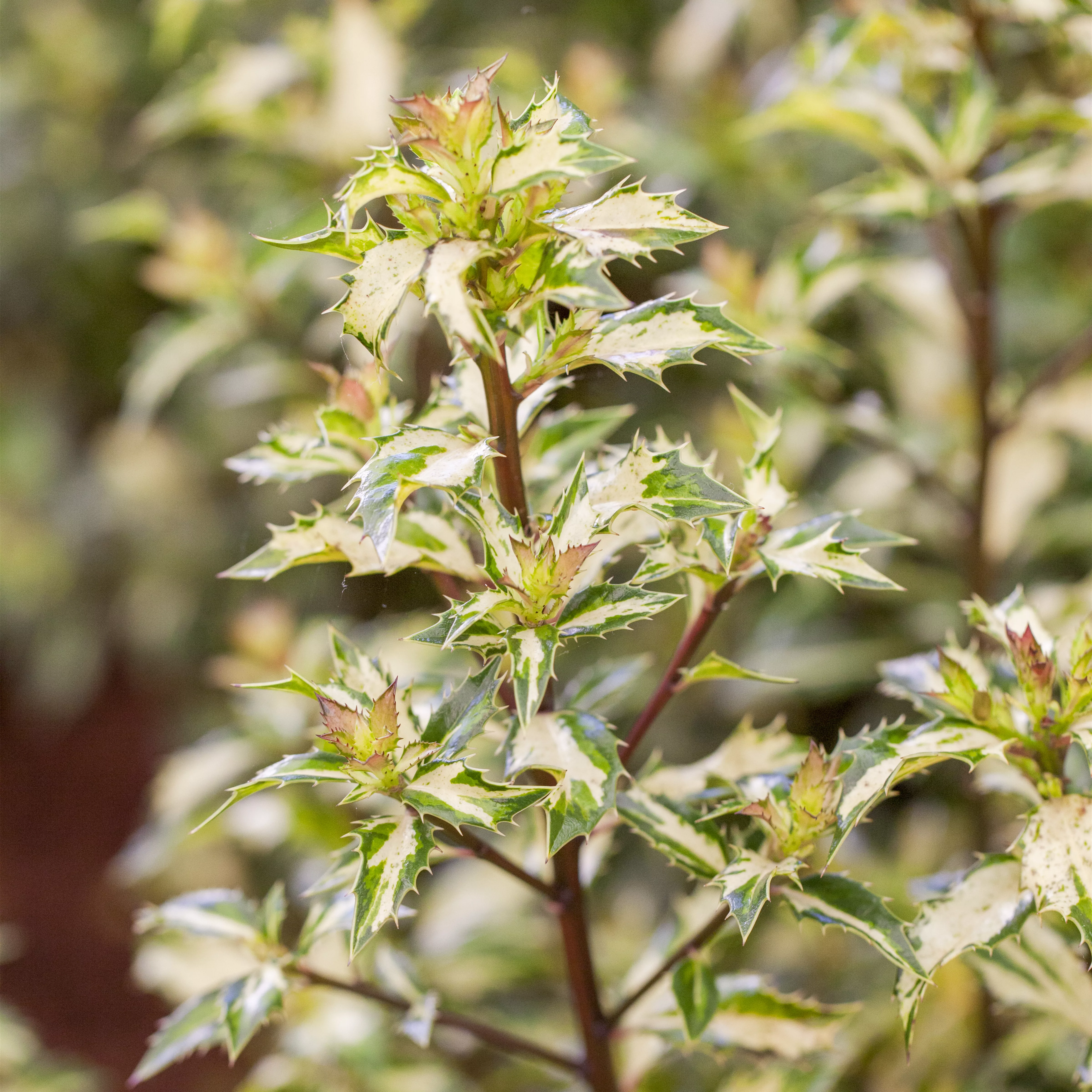 Ilex aquif.'White Cream'