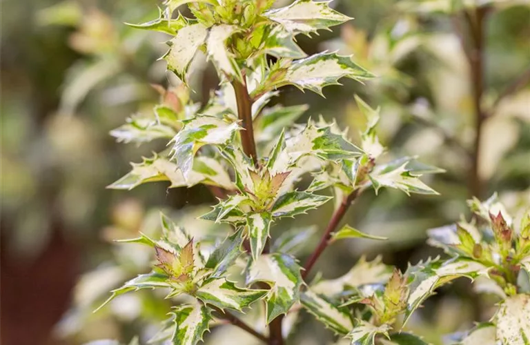 Ilex aquif.'White Cream'