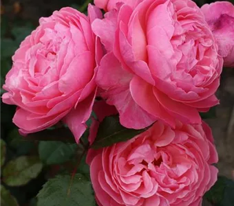 Rosa 'Kölner Flora' -R- STR V