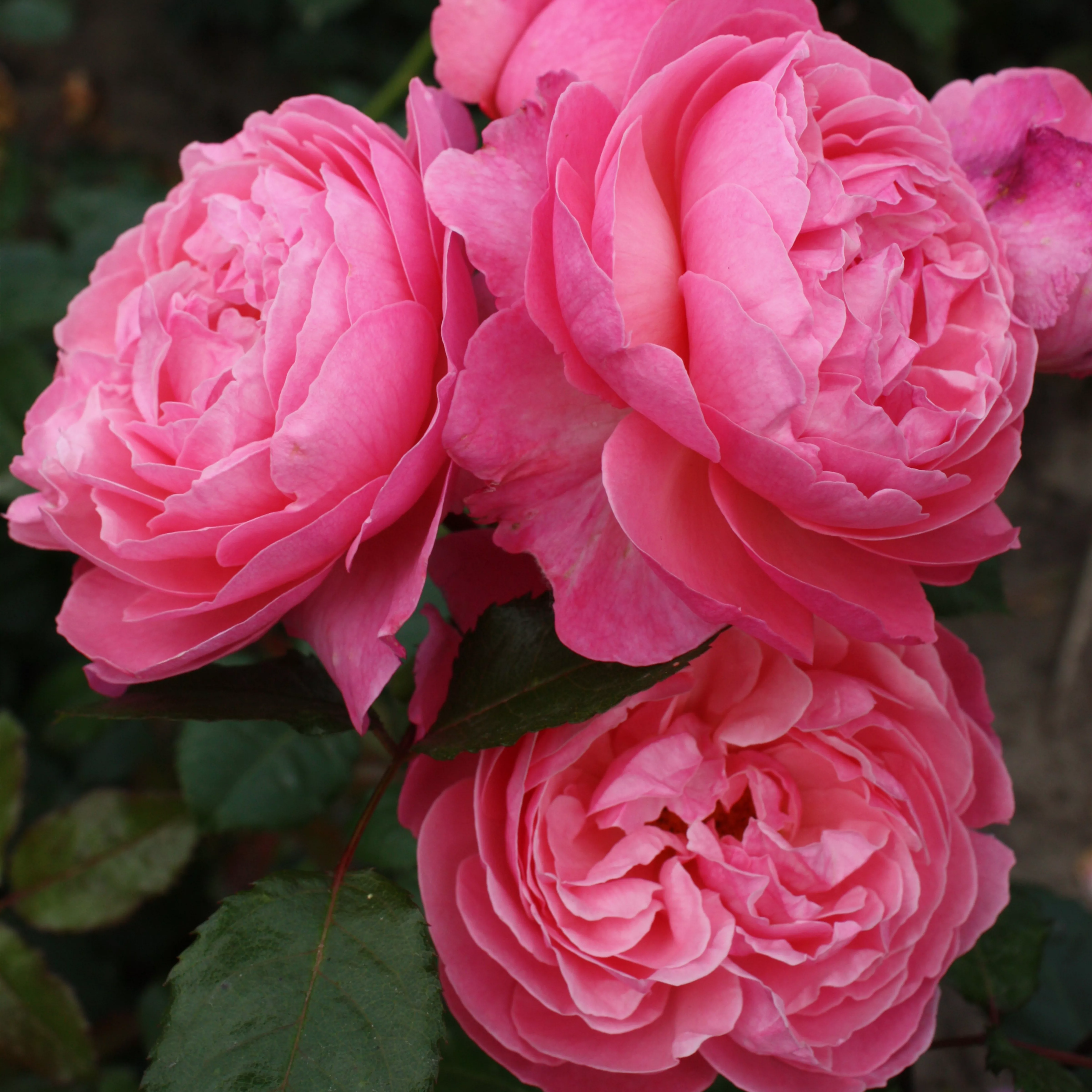 Rosa 'Kölner Flora' -R- STR V