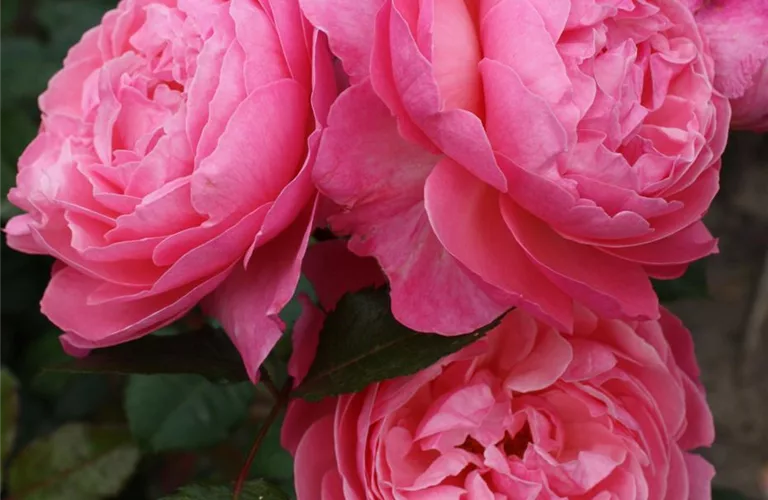 Rosa 'Kölner Flora' -R- STR V