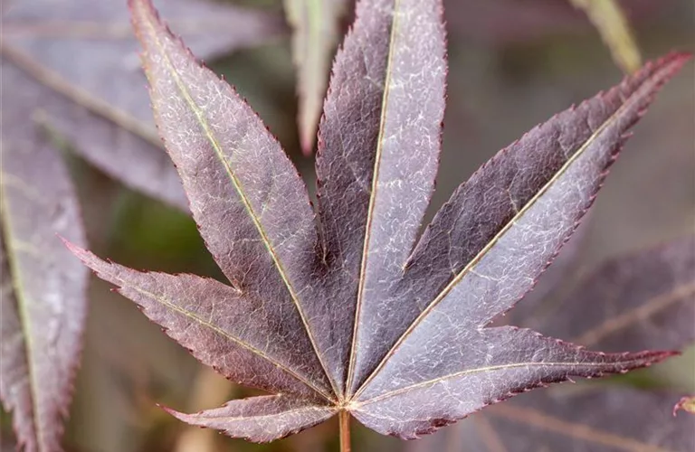 Acer palmatum 'Atropurpureum'