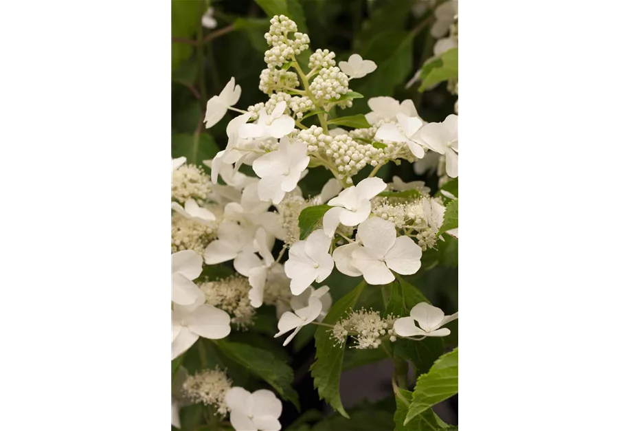 Rispenhortensie 'Levana' -S-