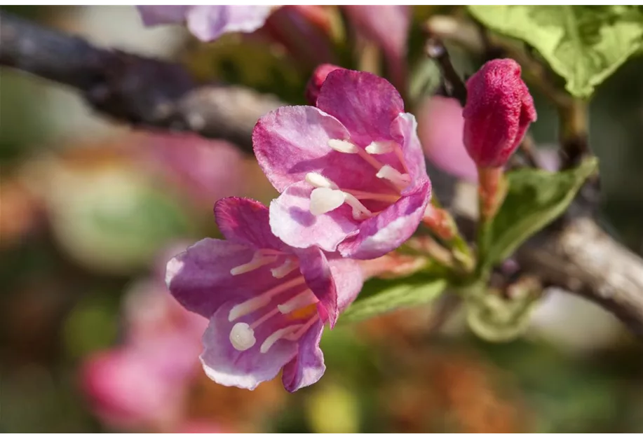 Weigelie 'Variegata'