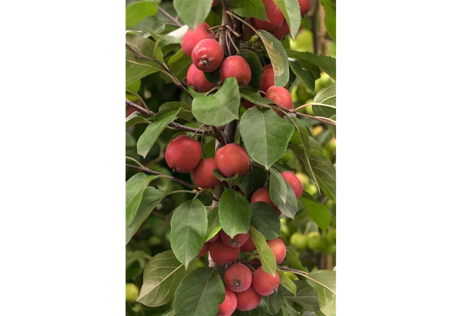 Zierapfel 'Red Jade'