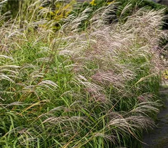 Miscanthus sinensis 'Silberfeder'