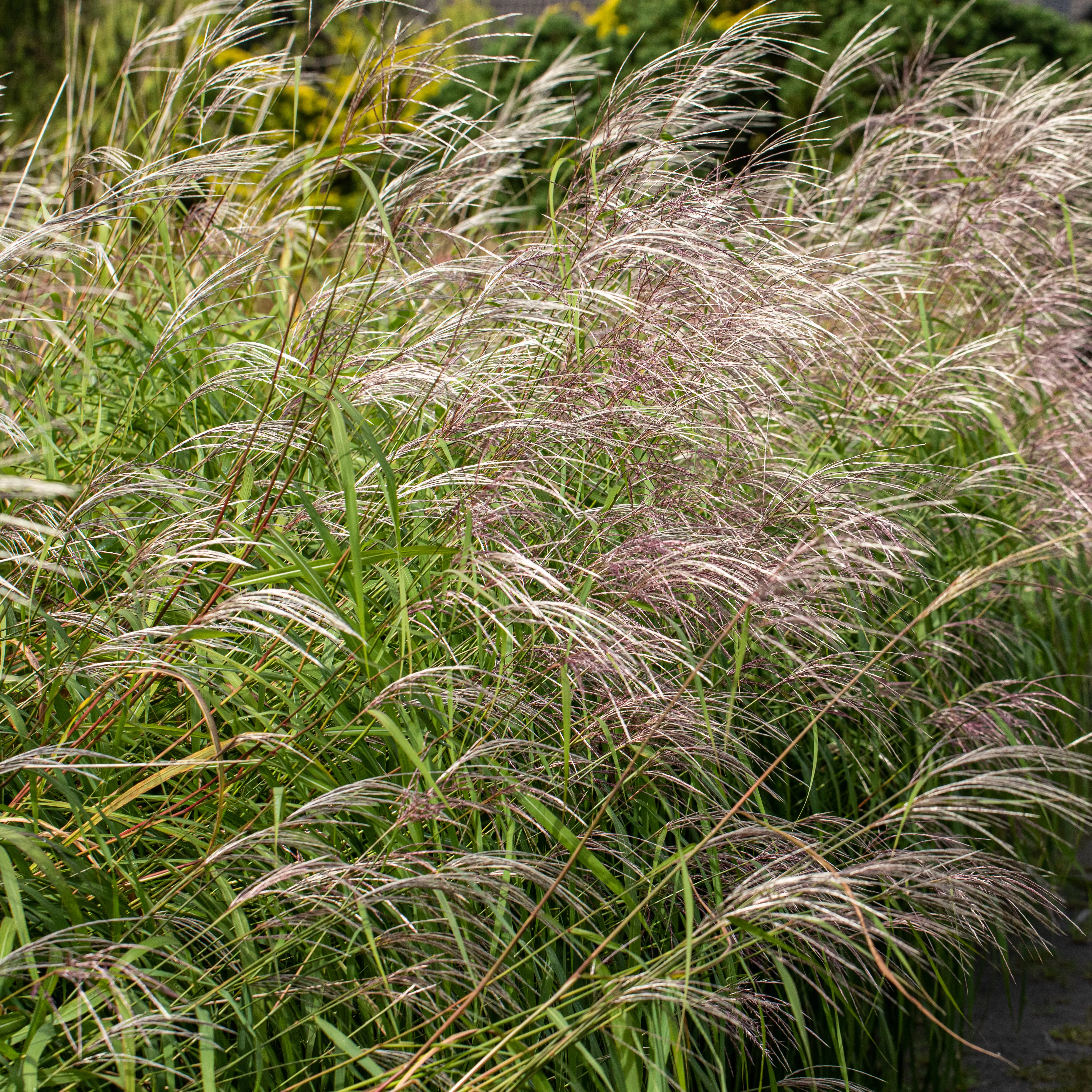 Miscanthus sinensis 'Silberfeder'