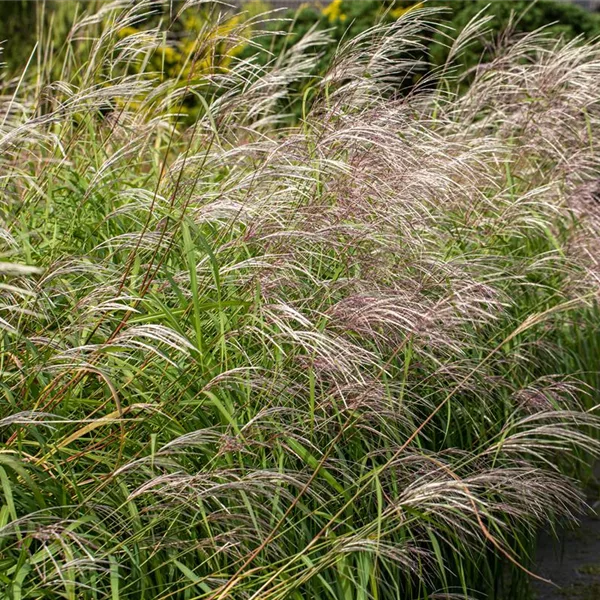 Miscanthus sinensis 'Silberfeder'