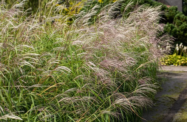 Miscanthus sinensis 'Silberfeder'