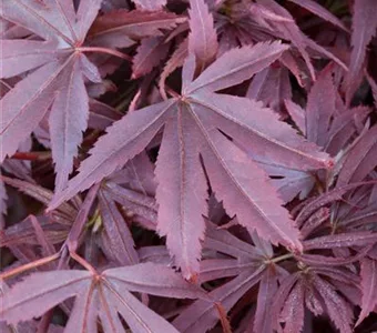 Acer palmatum 'Shaina'