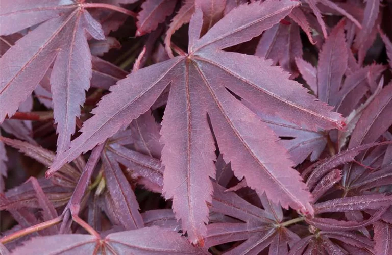 Acer palmatum 'Shaina'