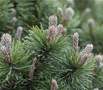 Pinus mugo 'March'