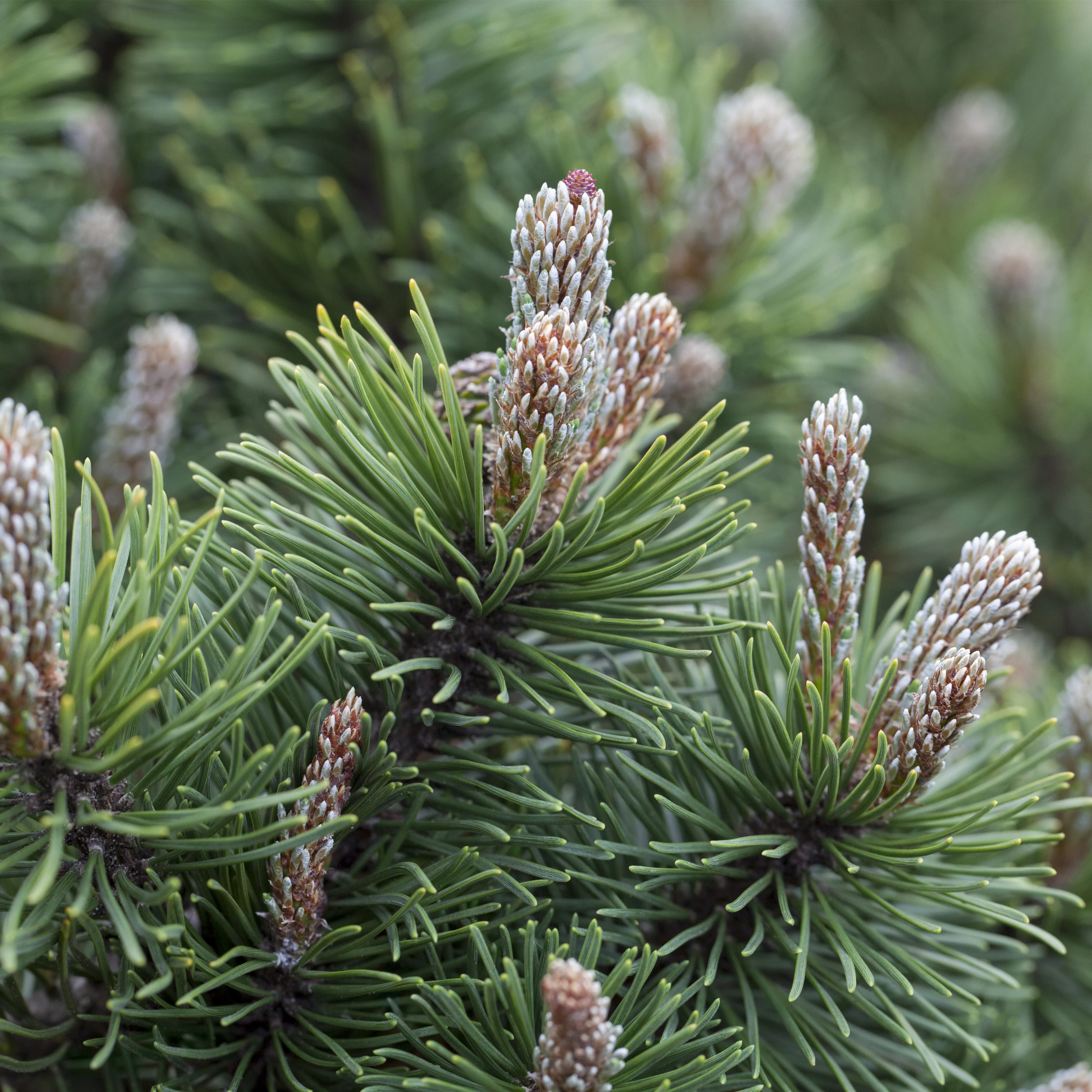 Pinus mugo 'March'