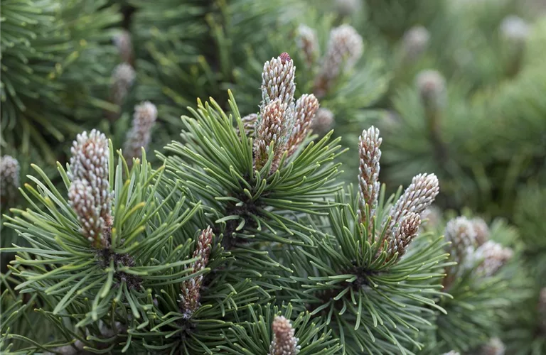 Pinus mugo 'March'