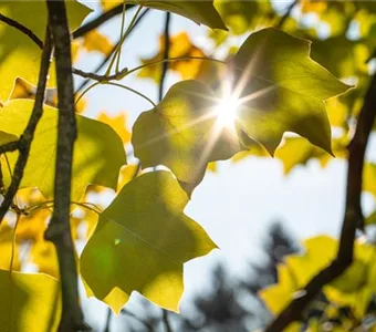 Liriodendron tulipifera 'Edward Gursztyn'