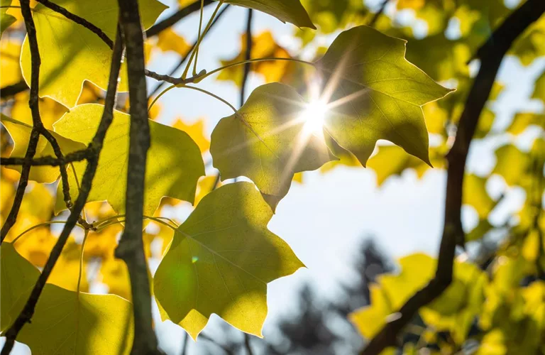 Liriodendron tulipifera 'Edward Gursztyn'